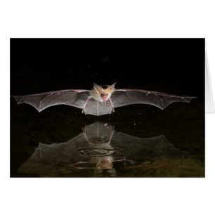 Bat drinking in flight, Arizona