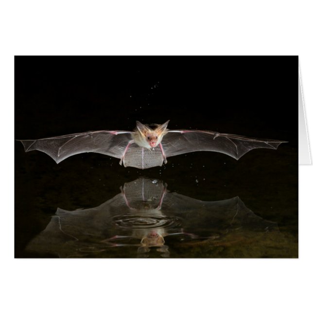 Bat drinking in flight, Arizona (Front Horizontal)