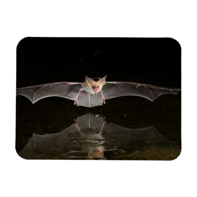 Bat drinking in flight, Arizona Magnet (Horizontal)