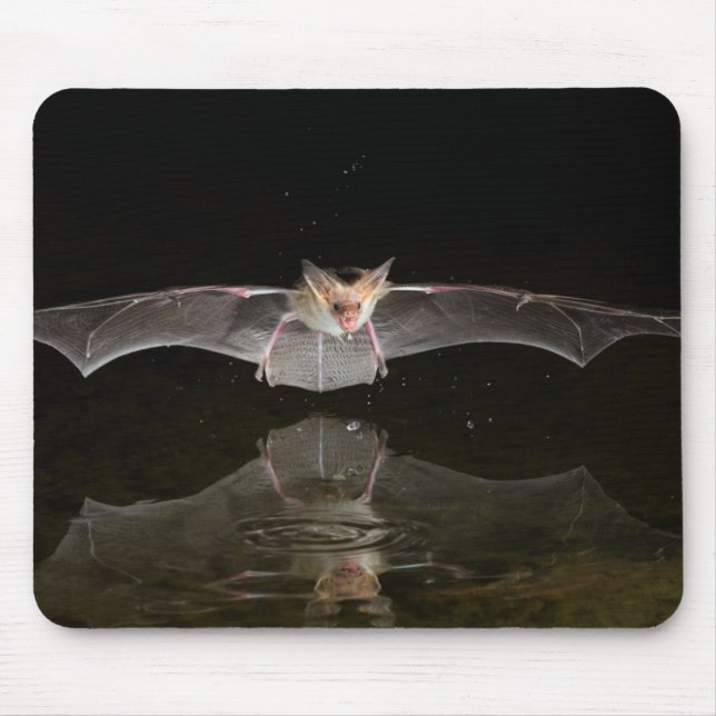 Bat drinking in flight, Arizona Mouse Pad (Front)
