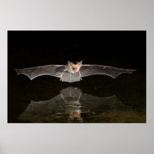 Bat drinking in flight, Arizona Poster