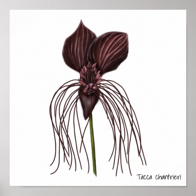 Bat Flower Illustration Poster (Front)