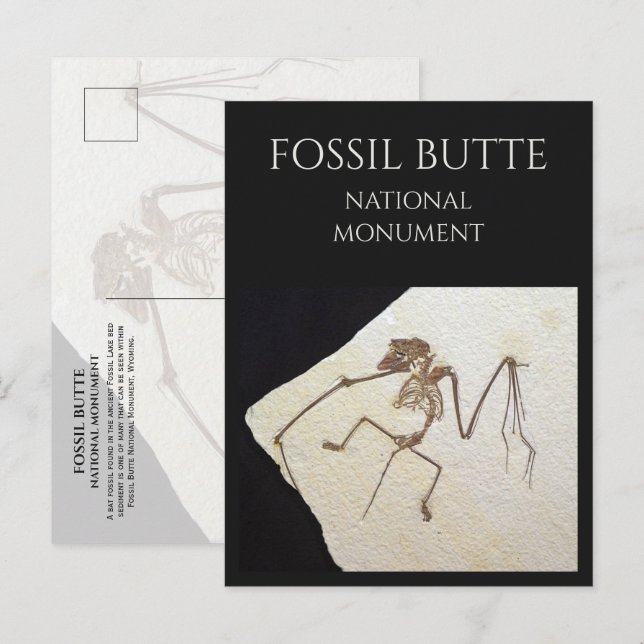 Bat Fossil, from Fossil Lake, Fossil Butte, WY Postcard (Front/Back)