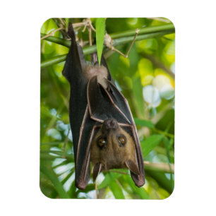 Bat Magnet