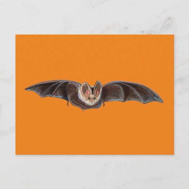 Bat Pipistrellus pipistrellus Illustration Orange Holiday Postcard (Front)