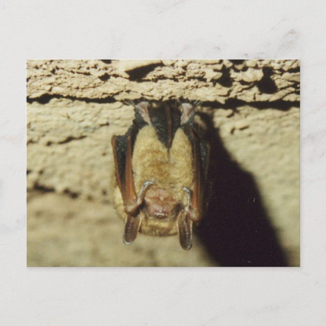 Bat Postcard (Front)