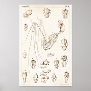 Bat Skeleton and Skulls Veterinary Anatomy Print