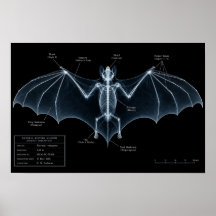 Bat Skeleton X-Ray Museum Specimen