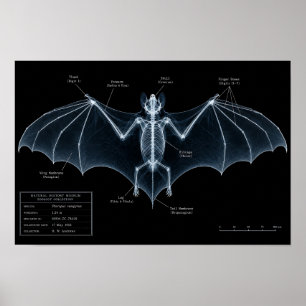 Bat Skeleton X-Ray Museum Specimen Poster