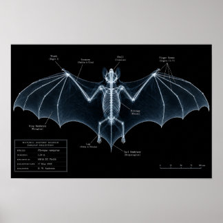 Bat Skeleton X-Ray Museum Specimen Poster