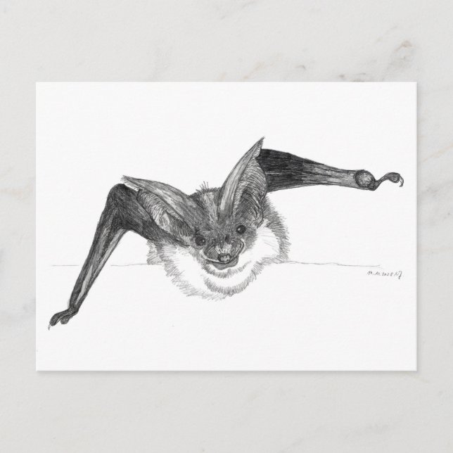 Bat sketch postcard by Nicole Janes (Front)