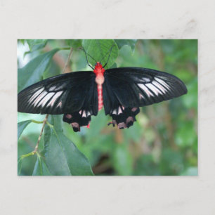Bat Wing Butterfly Postcard