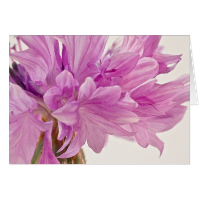 Batchelor Button Card (Front Horizontal)