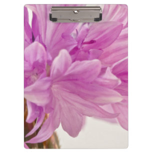 Batchelor Button Clipboard