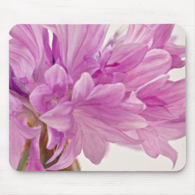 Batchelor Button Mouse Pad (Front)