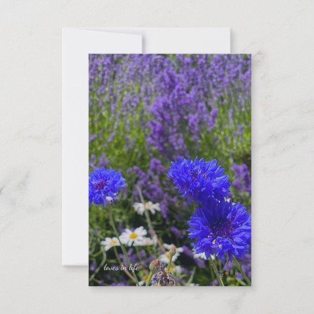 Batchelor Buttons & Lavender Card (Front)