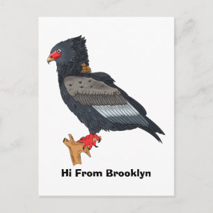 Bateleur Eagle illustration Postcard