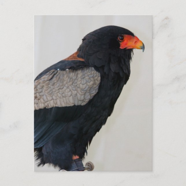 Bateleur Eagle Postcard (Front)
