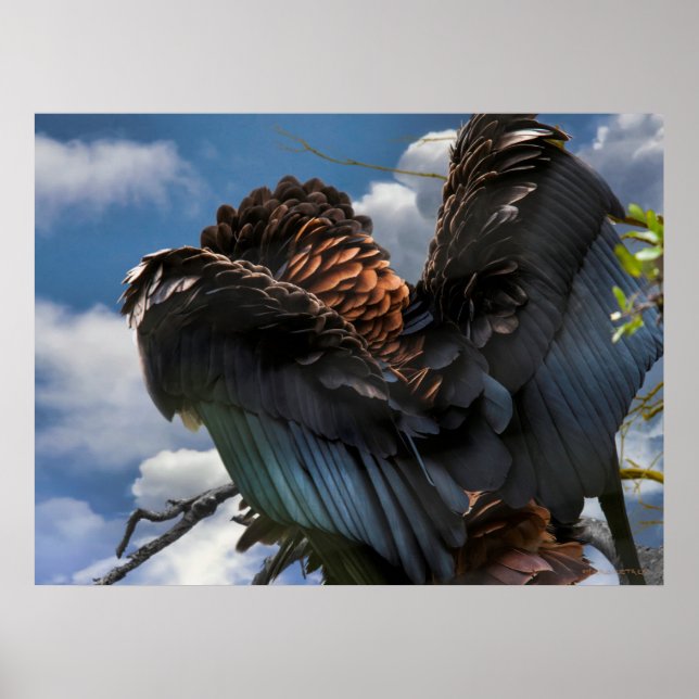 BATELEUR EAGLE SKY COMMANDER POSTER (Front)