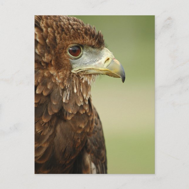 Bateleur Eagle Terathopius Ecaudatus Postcard (Front)