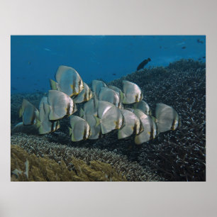 Batfish on the Reef Poster