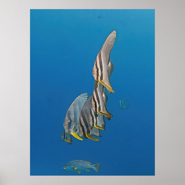 Batfish Parade Poster (Front)