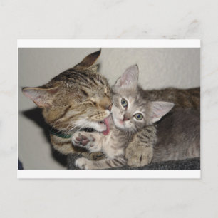 Bath Time Postcard