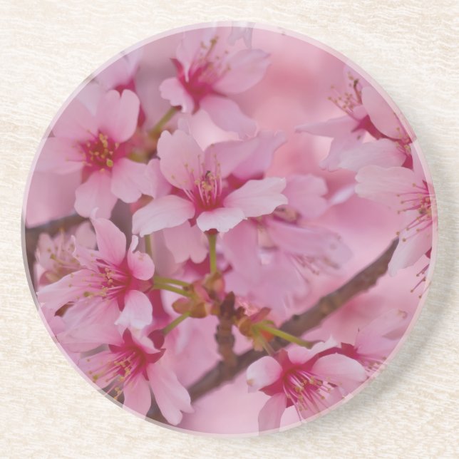 Bathed in Pink Japanese Cherry Blossoms Coaster (Front)