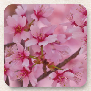 Bathed in Pink Japanese Cherry Blossoms Coaster
