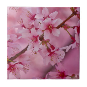 Bathed in Pink Japanese Cherry Blossoms II Tile