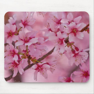Bathed in Pink Japanese Cherry Blossoms Mouse Pad