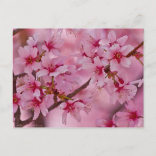 Bathed in Pink Japanese Cherry Blossoms Postcard