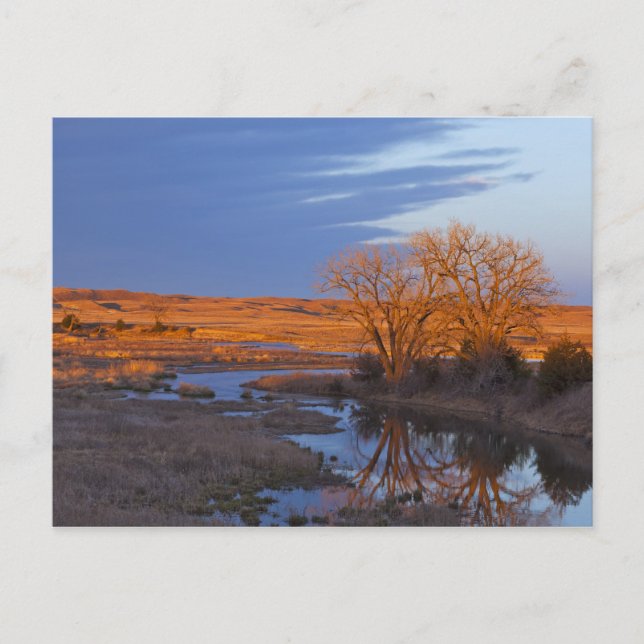 Bathed in sunset light the Calamus River Postcard (Front)