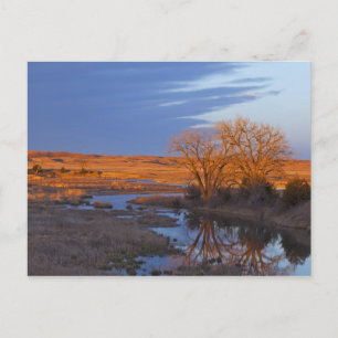 Bathed in sunset light the Calamus River Postcard