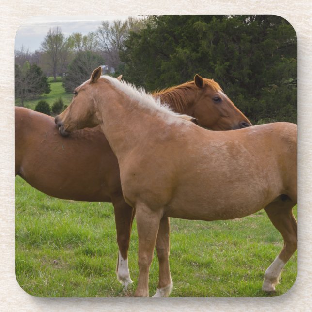 Bathing Beauties Coaster (Front)