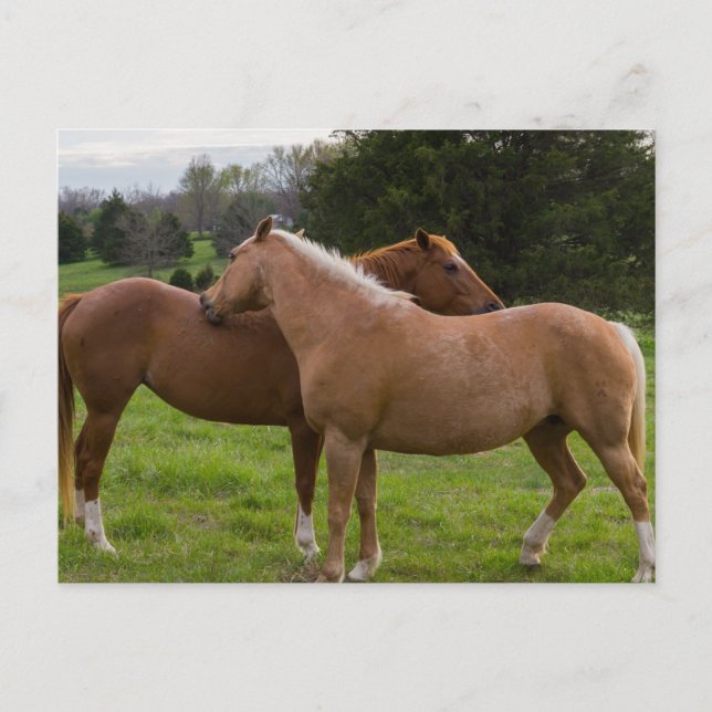 Bathing Beauties Postcard (Front)