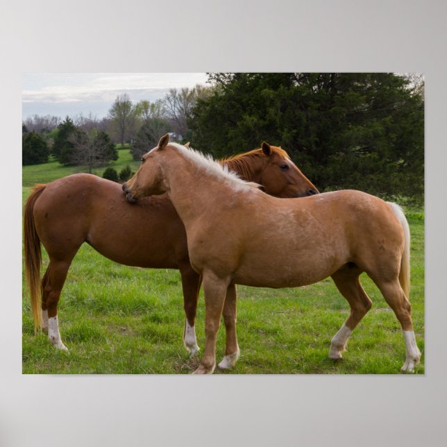 Bathing Beauties Poster (Front)