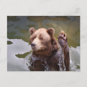 Bathing Brown Bear  Postcard