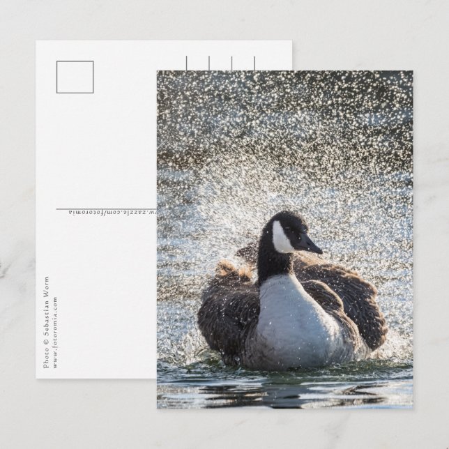 Bathing Goose Nature Photo Postcard (Front/Back)