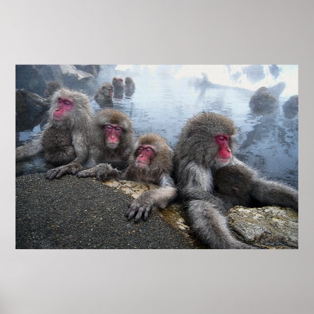 Bathing Monkeys Poster (Front)