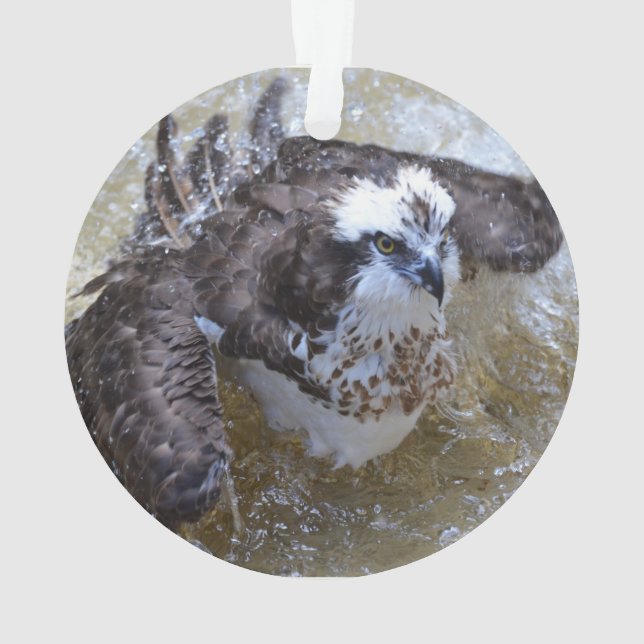 Bathing Osprey Ornament (Back)