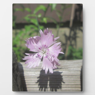 Baths Pink Dianthus on Fence Plaque