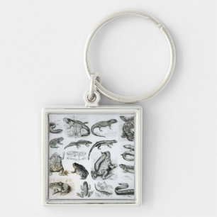 Batrachians and other Amphibia Key Ring