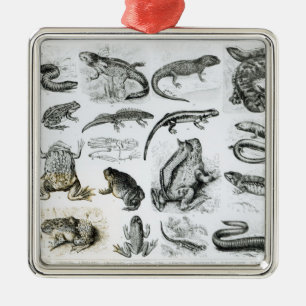 Batrachians and other Amphibia Metal Tree Decoration