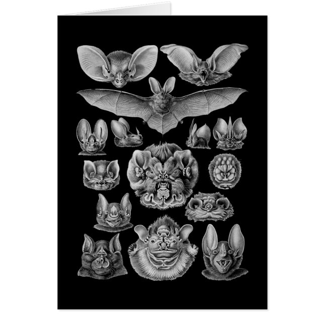Bats (Front)
