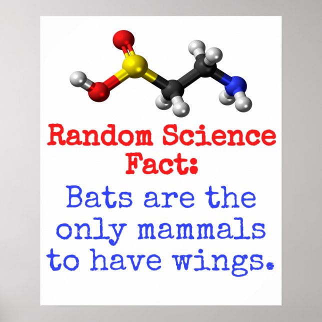 Bats Are The Only Mammals - Science Fact Poster (Front)