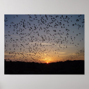 Bats on the Wing at Carlsbad Caverns Poster