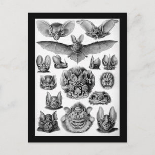 Bats! Postcard