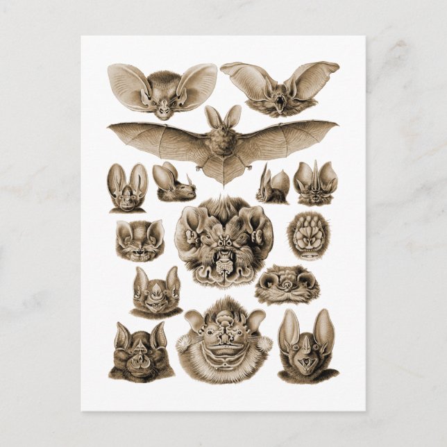 Bats Postcard (Front)