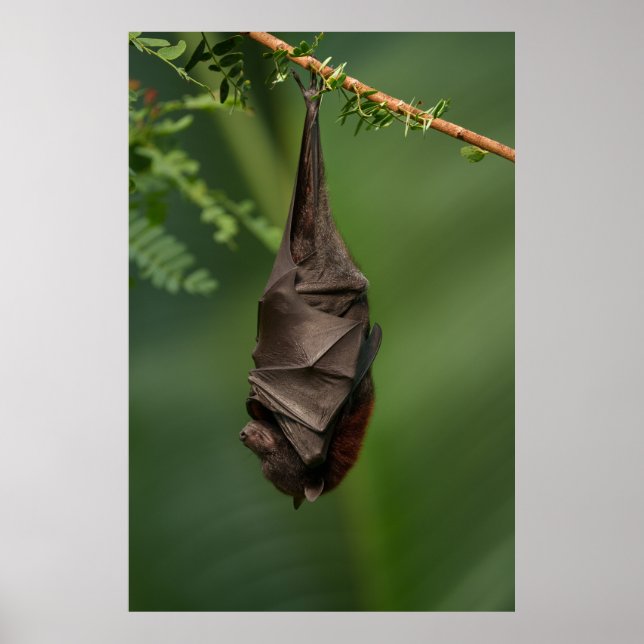 Bat's Tranquil Nap - A Close Look on a Green Bokeh Poster (Front)